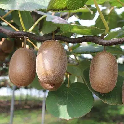Актинидия ЗАКАРПАТЬЕ киви в Бресте