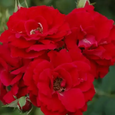 Роза ЧАМПЛЕЙН флорибунда в Бресте