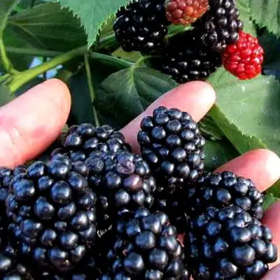 Ежевика ЭВЕРГРИН бесшипная  в Бресте