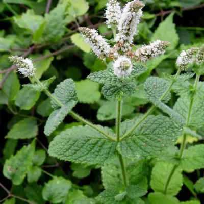 Мята яблочная в Бресте