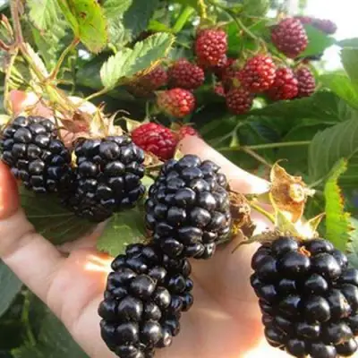 Ежевика НАВАХО бесшипная  в Бресте