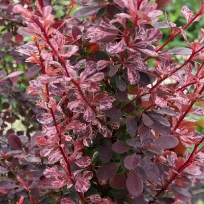 Барбарис РОУЗ ГЛОУ тунберга в Бресте