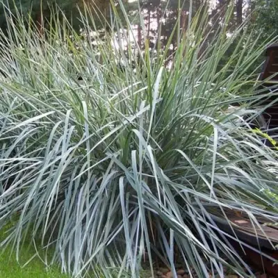 Элимус БЛЮ ДЮН песчаный в Бресте