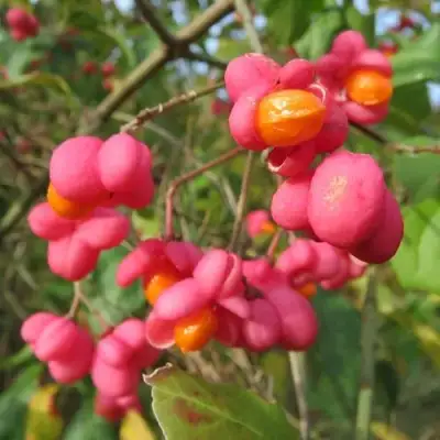 Бересклет ЕВРОПЕЙСКИЙ в Бресте