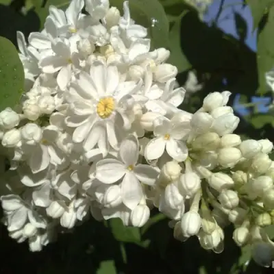 Сирень РОЧЕСТЕР в Бресте