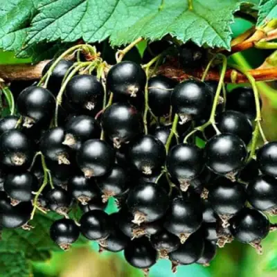 Смородина черная АТЛАНТ в Бресте