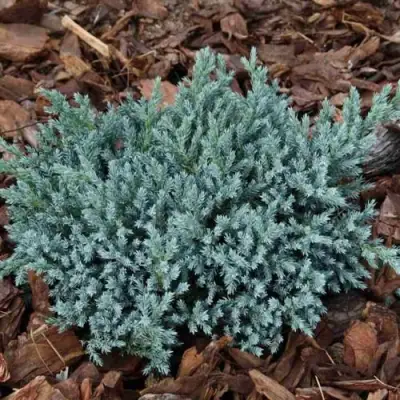 Можжевельник БЛЮ СПАЙДЕР чешуйчатый в Бресте