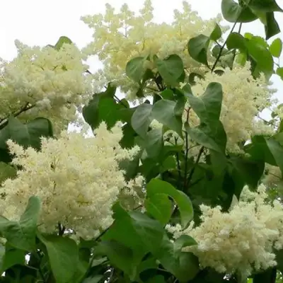 Сирень АМУРСКАЯ в Бресте