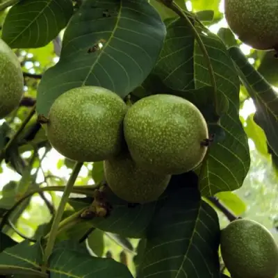 Грецкий орех ПИНСКИЙ в Бресте