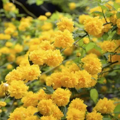 Керрия японская АУРЕОВАРИЕГАТТА в Бресте