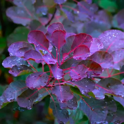 Скумпия ГРЕЙС в Бресте