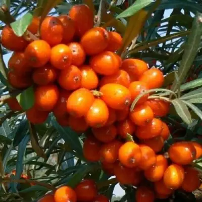 Облепиха ПЛАМЕННАЯ в Бресте