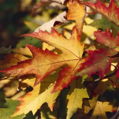 Клен серебристый в Бресте