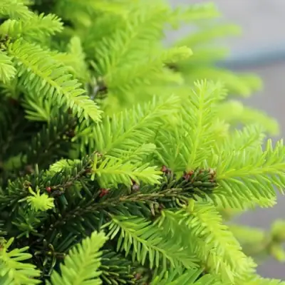 Ель НИДИФОРМИС обыкновенная в Бресте