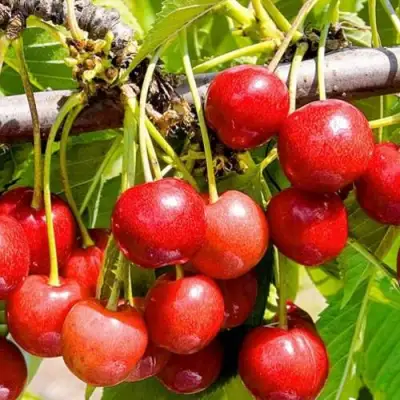 Черешня БЮТТНЕРА КРАСНАЯ в Бресте