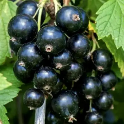 Смородина чёрная СЕЛЕЧЕНСКАЯ в Бресте