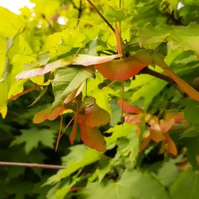 Клен ложноплатановый в Бресте