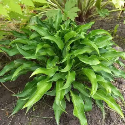 Хоста ГАРРИ ВАН ТРИЕР в Бресте