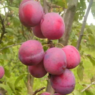 Слива ЭДИНБУРГСКАЯ в Бресте