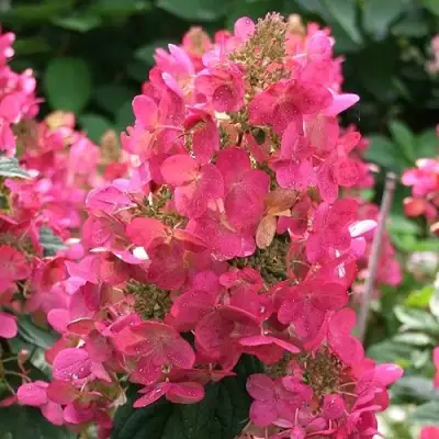 Гортензия МЕГА МИНДИ метельчатая в Бресте