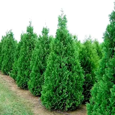 Туя СПИРАЛИС западная в Бресте