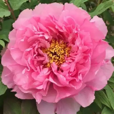 Пион РОЗОВЫЙ ЛОТОС древовидный в Бресте