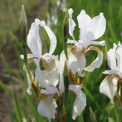 Ирис АЛЬБА сибирский в Бресте