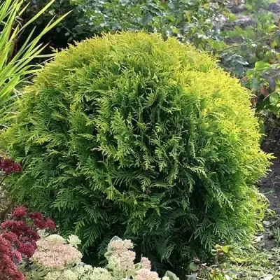 Туя ЕЛЛОУ ГЛОБ западная в Бресте