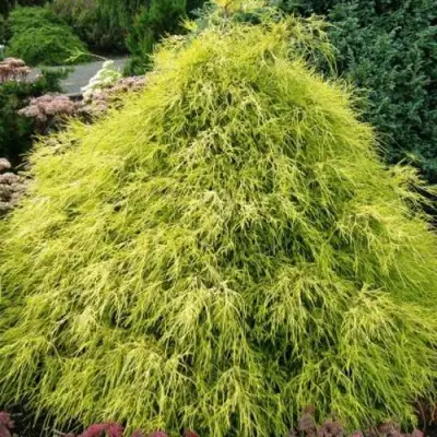 Кипарисовик ФИЛИФЕРА АУРЕА горохоплодный в Бресте