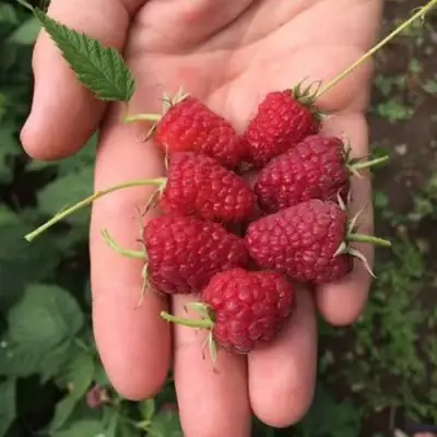 Малина ЕВРАЗИЯ в Бресте