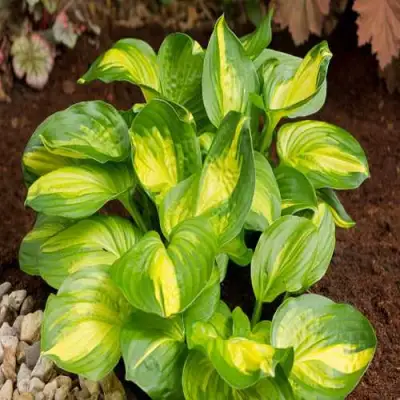 Хоста ЭМЕРАЛЬД ЧАРДЖЕР гибридная в Бресте