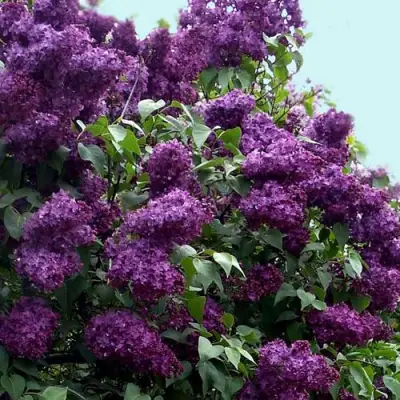 Сирень ИНДИЯ в Бресте