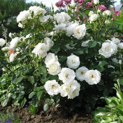 Роза АЛАБАСТЕР флорибунда в Бресте