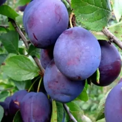 Слива ПЕРДРИГОН в Бресте