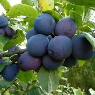 Слива КРОМАНЬ в Бресте