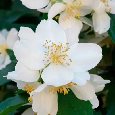 Жасмин ЮСТИНКА в Бресте