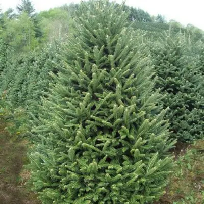 Пихта ФРАЗЕРА в Бресте