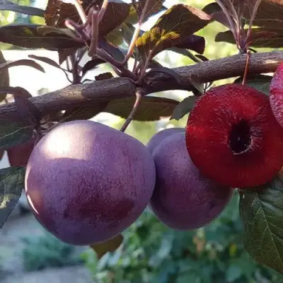 Слива ПАННА в Бресте