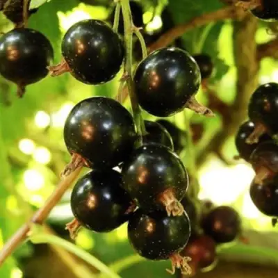 Смородина чёрная НАРА в Бресте