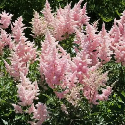 Астильба ГЛИТТЕР ЭНД ГЛАМУР китайская в Бресте