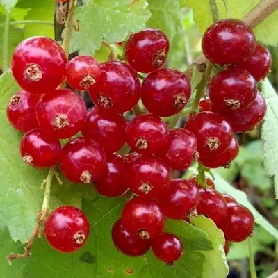 Смородина красная РОНДОМ в Бресте