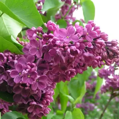 Сирень ДЕНЬ ПОБЕДЫ в Бресте