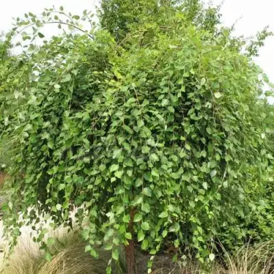 Береза САММЕР КАСКАД черная в Бресте