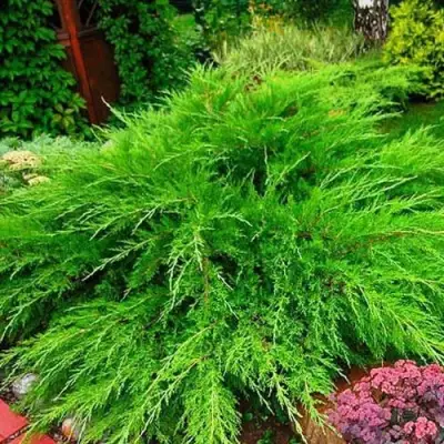 Можжевельник МИНТ ДЖУЛЕП средний в Бресте