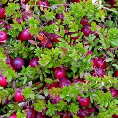 Клюква ПИЛИГРИМ в Бресте