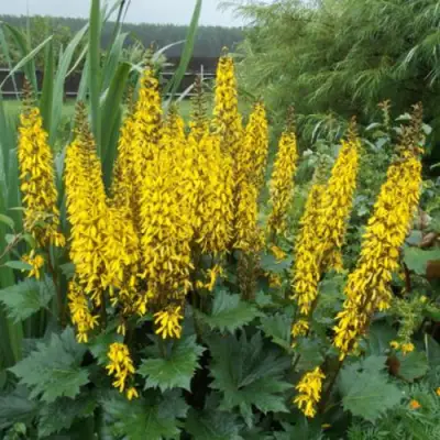 Бузульник ПРЖЕВАЛЬСКОГО в Бресте