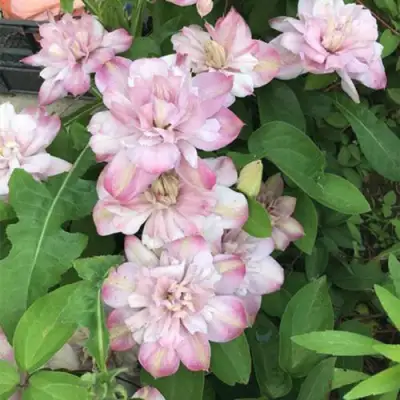 Клематис ИННОСЕНТ БЛАШ в Бресте