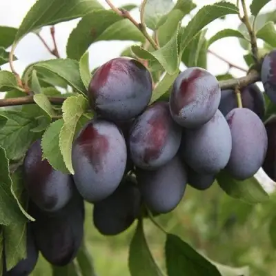 Слива РЕНКЛОД в Бресте