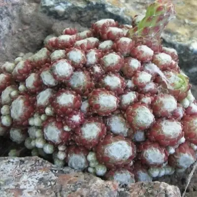 Молодило ГНАФАЛИУМ в Бресте