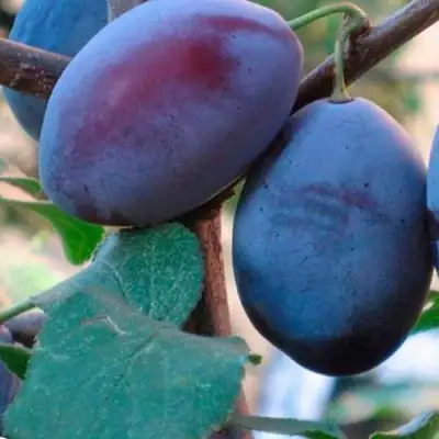 Слива СМОЛИНКА в Бресте